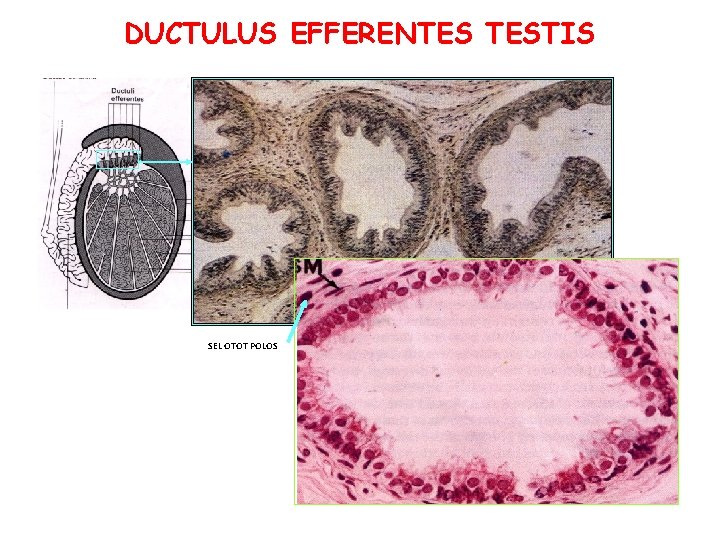 DUCTULUS EFFERENTES TESTIS SEL OTOT POLOS DUCTULUS EFFERENTES TESTIS SEL OTOT POLOS