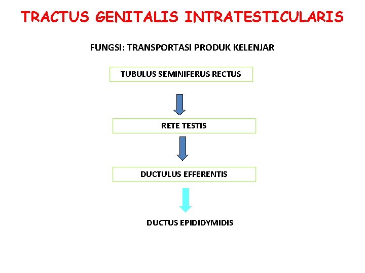 TRACTUS GENITALIS INTRATESTICULARIS FUNGSI: TRANSPORTASI PRODUK KELENJAR TUBULUS SEMINIFERUS RECTUS RETE TESTIS DUCTULUS EFFERENTIS TRACTUS GENITALIS INTRATESTICULARIS FUNGSI: TRANSPORTASI PRODUK KELENJAR TUBULUS SEMINIFERUS RECTUS RETE TESTIS DUCTULUS EFFERENTIS