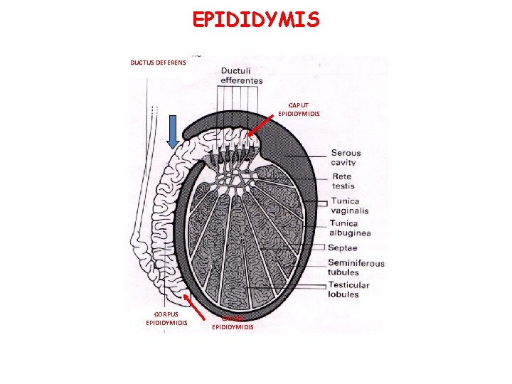 EPIDIDYMIS DUCTUS DEFERENS CAPUT EPIDIDYMIDIS CORPUS EPIDIDYMIDIS CAUDA EPIDIDYMIDIS EPIDIDYMIS DUCTUS DEFERENS CAPUT EPIDIDYMIDIS CORPUS EPIDIDYMIDIS CAUDA EPIDIDYMIDIS