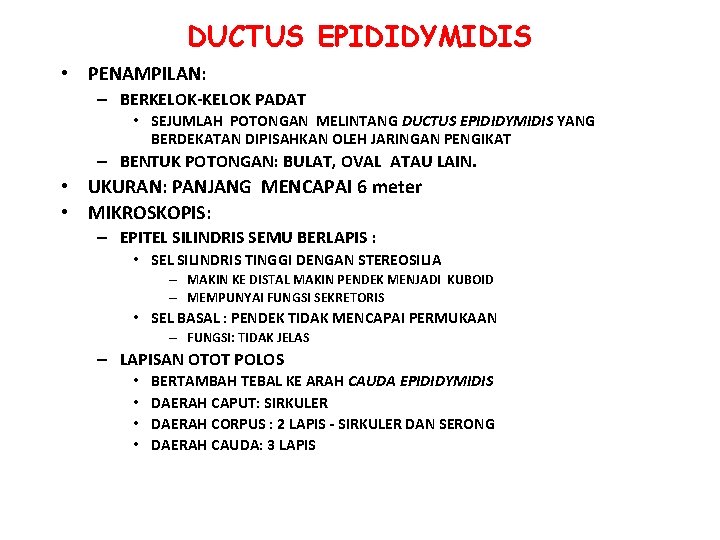 DUCTUS EPIDIDYMIDIS • PENAMPILAN: – BERKELOK-KELOK PADAT • SEJUMLAH POTONGAN MELINTANG DUCTUS EPIDIDYMIDIS YANG DUCTUS EPIDIDYMIDIS • PENAMPILAN: – BERKELOK-KELOK PADAT • SEJUMLAH POTONGAN MELINTANG DUCTUS EPIDIDYMIDIS YANG