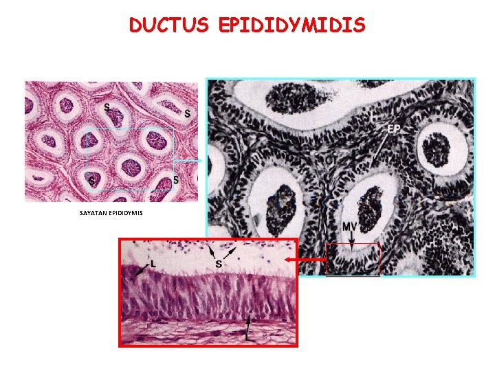DUCTUS EPIDIDYMIDIS SAYATAN EPIDIDYMIS DUCTUS EPIDIDYMIDIS SAYATAN EPIDIDYMIS