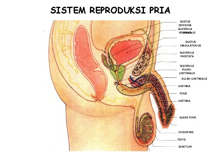 SISTEM REPRODUKSI PRIA DUCTUS DEFERENS GLANDULA VESICALIS DUCTUS EJACULATORIUS GLANDULA PROSTATA GLANDULA BULBOURETHRALIS BULBO-URETHRALIS SISTEM REPRODUKSI PRIA DUCTUS DEFERENS GLANDULA VESICALIS DUCTUS EJACULATORIUS GLANDULA PROSTATA GLANDULA BULBOURETHRALIS BULBO-URETHRALIS