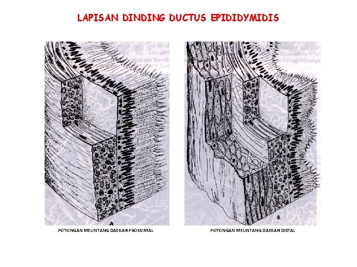 LAPISAN DINDING DUCTUS EPIDIDYMIDIS POTONGAN MELINTANG DAERAH PROKSIMAL POTONGAN MELINTANG DAERAH DISTAL LAPISAN DINDING DUCTUS EPIDIDYMIDIS POTONGAN MELINTANG DAERAH PROKSIMAL POTONGAN MELINTANG DAERAH DISTAL