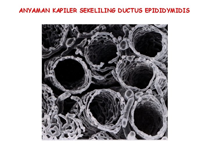 ANYAMAN KAPILER SEKELILING DUCTUS EPIDIDYMIDIS ANYAMAN KAPILER SEKELILING DUCTUS EPIDIDYMIDIS