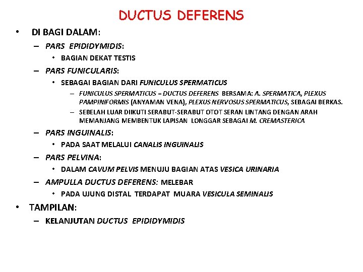 DUCTUS DEFERENS • DI BAGI DALAM: – PARS EPIDIDYMIDIS: • BAGIAN DEKAT TESTIS – DUCTUS DEFERENS • DI BAGI DALAM: – PARS EPIDIDYMIDIS: • BAGIAN DEKAT TESTIS –