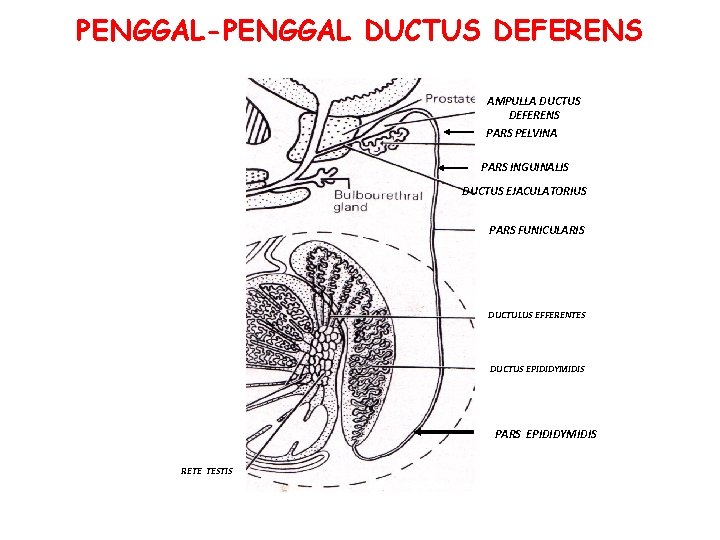 PENGGAL-PENGGAL DUCTUS DEFERENS AMPULLA DUCTUS DEFERENS PARS PELVINA PARS INGUINALIS DUCTUS EJACULATORIUS PARS FUNICULARIS PENGGAL-PENGGAL DUCTUS DEFERENS AMPULLA DUCTUS DEFERENS PARS PELVINA PARS INGUINALIS DUCTUS EJACULATORIUS PARS FUNICULARIS