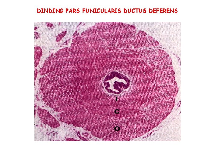 DINDING PARS FUNICULARIS DUCTUS DEFERENS DINDING PARS FUNICULARIS DUCTUS DEFERENS