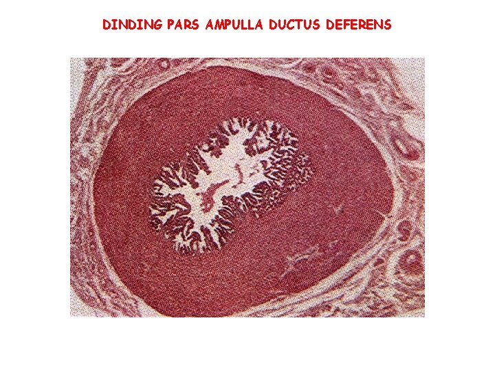 DINDING PARS AMPULLA DUCTUS DEFERENS DINDING PARS AMPULLA DUCTUS DEFERENS