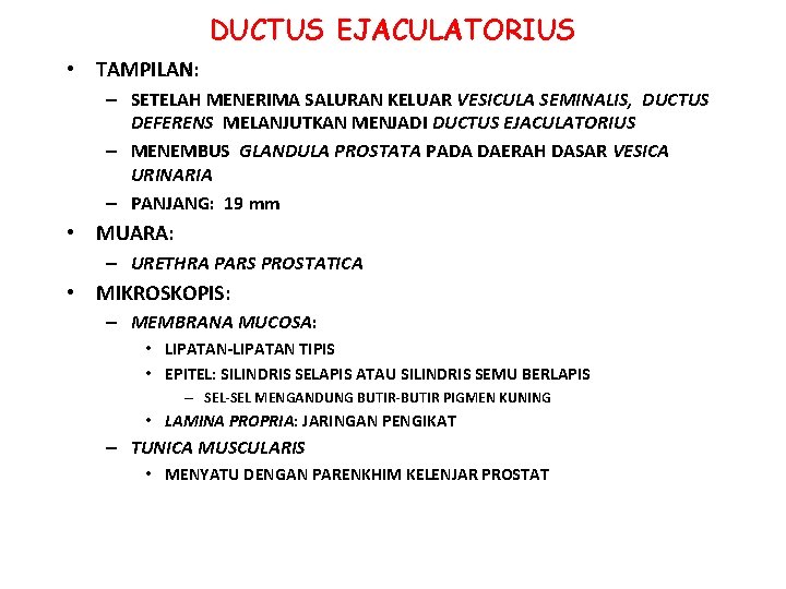DUCTUS EJACULATORIUS • TAMPILAN: – SETELAH MENERIMA SALURAN KELUAR VESICULA SEMINALIS, DUCTUS DEFERENS MELANJUTKAN DUCTUS EJACULATORIUS • TAMPILAN: – SETELAH MENERIMA SALURAN KELUAR VESICULA SEMINALIS, DUCTUS DEFERENS MELANJUTKAN