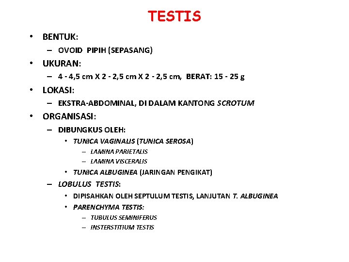 TESTIS • BENTUK: – OVOID PIPIH (SEPASANG) • UKURAN: – 4 - 4, 5 TESTIS • BENTUK: – OVOID PIPIH (SEPASANG) • UKURAN: – 4 - 4, 5