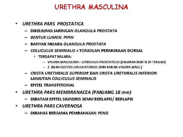 URETHRA MASCULINA • URETHRA PARS PROSTATICA – – DIKELILINGI JARINGAN GLANDULA PROSTATA BENTUK LUMEN: URETHRA MASCULINA • URETHRA PARS PROSTATICA – – DIKELILINGI JARINGAN GLANDULA PROSTATA BENTUK LUMEN: