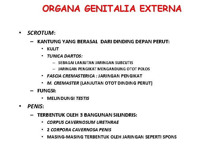 ORGANA GENITALIA EXTERNA • SCROTUM: – KANTUNG YANG BERASAL DARI DINDING DEPAN PERUT: • ORGANA GENITALIA EXTERNA • SCROTUM: – KANTUNG YANG BERASAL DARI DINDING DEPAN PERUT: •