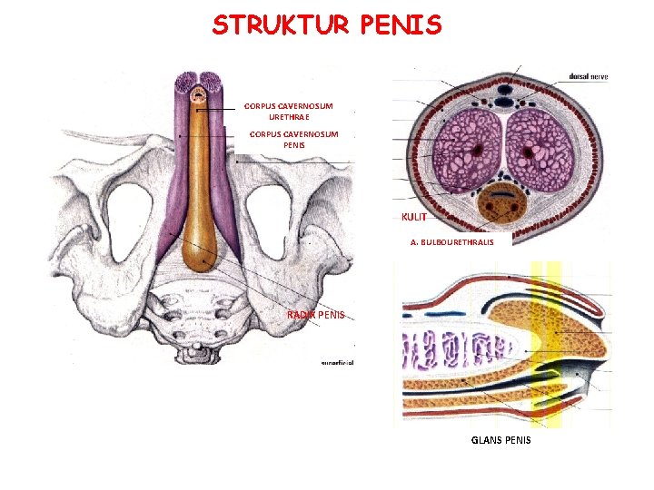 STRUKTUR PENIS CORPUS CAVERNOSUM URETHRAE CORPUS CAVERNOSUM PENIS KULIT A. BULBOURETHRALIS RADIX PENIS GLANS STRUKTUR PENIS CORPUS CAVERNOSUM URETHRAE CORPUS CAVERNOSUM PENIS KULIT A. BULBOURETHRALIS RADIX PENIS GLANS