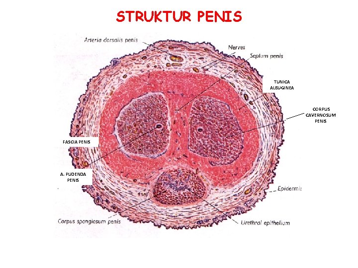STRUKTUR PENIS TUNICA ALBUGINEA CORPUS CAVERNOSUM PENIS FASCIA PENIS A. PUDENDA PENIS STRUKTUR PENIS TUNICA ALBUGINEA CORPUS CAVERNOSUM PENIS FASCIA PENIS A. PUDENDA PENIS