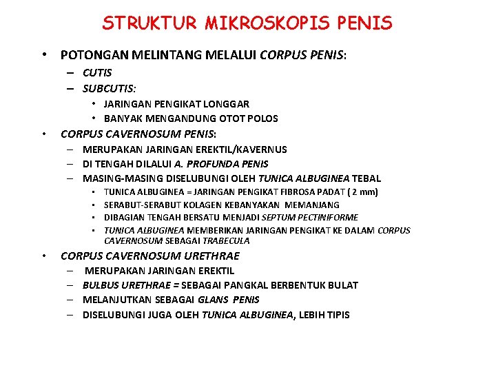 STRUKTUR MIKROSKOPIS PENIS • POTONGAN MELINTANG MELALUI CORPUS PENIS: – CUTIS – SUBCUTIS: • STRUKTUR MIKROSKOPIS PENIS • POTONGAN MELINTANG MELALUI CORPUS PENIS: – CUTIS – SUBCUTIS: •