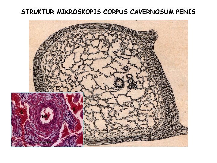 STRUKTUR MIKROSKOPIS CORPUS CAVERNOSUM PENIS A. HELICINAE STRUKTUR MIKROSKOPIS CORPUS CAVERNOSUM PENIS A. HELICINAE