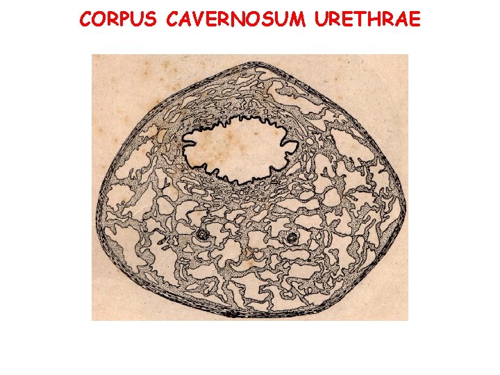 CORPUS CAVERNOSUM URETHRAE CORPUS CAVERNOSUM URETHRAE