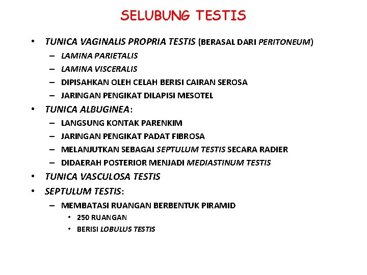SELUBUNG TESTIS • TUNICA VAGINALIS PROPRIA TESTIS (BERASAL DARI PERITONEUM) – – LAMINA PARIETALIS SELUBUNG TESTIS • TUNICA VAGINALIS PROPRIA TESTIS (BERASAL DARI PERITONEUM) – – LAMINA PARIETALIS