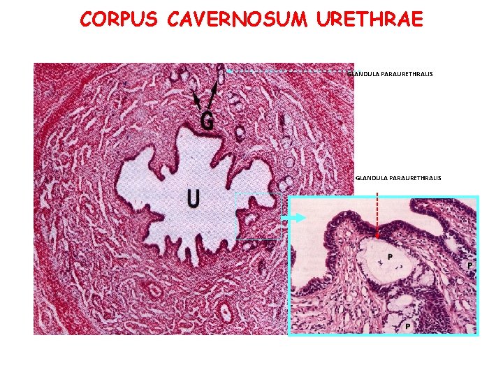 CORPUS CAVERNOSUM URETHRAE GLANDULA PARAURETHRALIS CORPUS CAVERNOSUM URETHRAE GLANDULA PARAURETHRALIS