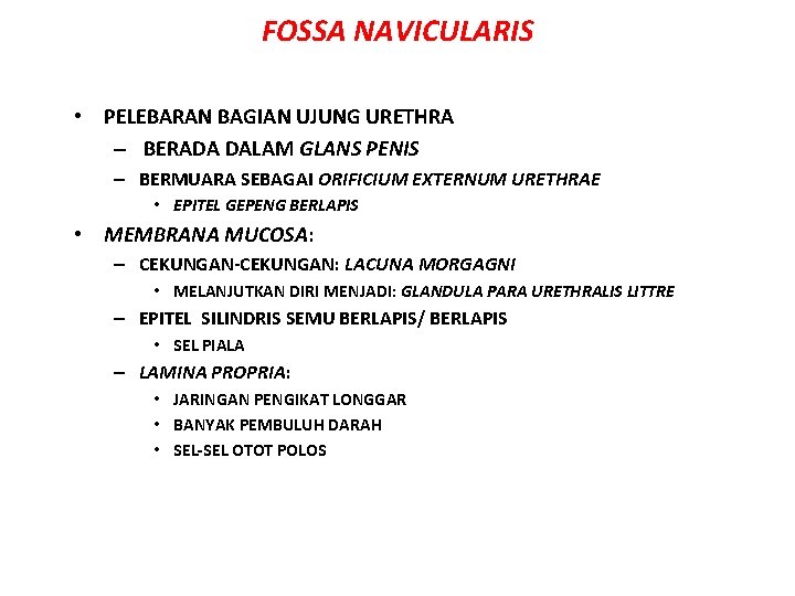 FOSSA NAVICULARIS • PELEBARAN BAGIAN UJUNG URETHRA – BERADA DALAM GLANS PENIS – BERMUARA FOSSA NAVICULARIS • PELEBARAN BAGIAN UJUNG URETHRA – BERADA DALAM GLANS PENIS – BERMUARA