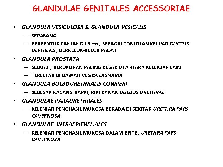 GLANDULAE GENITALES ACCESSORIAE • GLANDULA VESICULOSA S. GLANDULA VESICALIS – SEPASANG – BERBENTUK PANJANG GLANDULAE GENITALES ACCESSORIAE • GLANDULA VESICULOSA S. GLANDULA VESICALIS – SEPASANG – BERBENTUK PANJANG