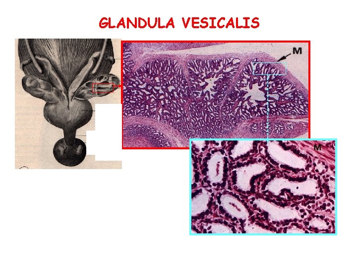 GLANDULA VESICALIS GLANDULA VESICALIS