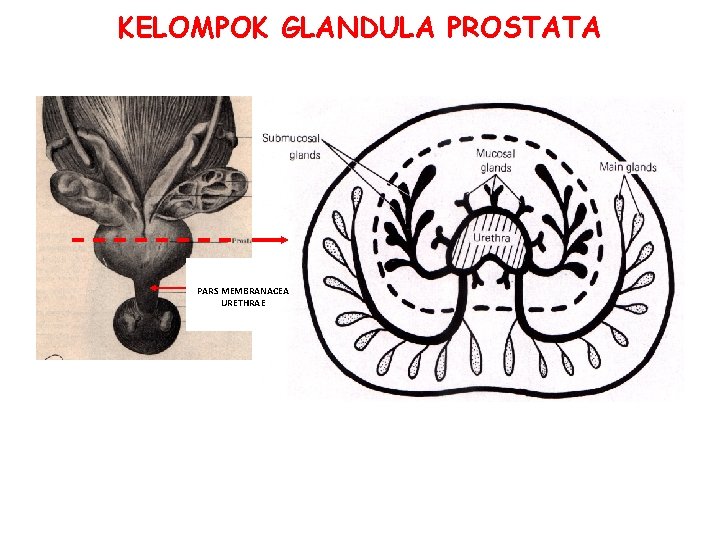 KELOMPOK GLANDULA PROSTATA PARS MEMBRANACEA URETHRAE KELOMPOK GLANDULA PROSTATA PARS MEMBRANACEA URETHRAE