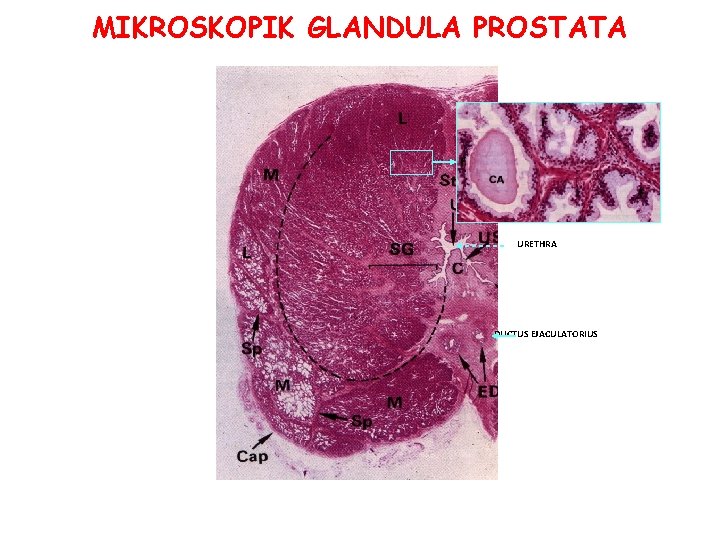 MIKROSKOPIK GLANDULA PROSTATA URETHRA DUCTUS EJACULATORIUS MIKROSKOPIK GLANDULA PROSTATA URETHRA DUCTUS EJACULATORIUS
