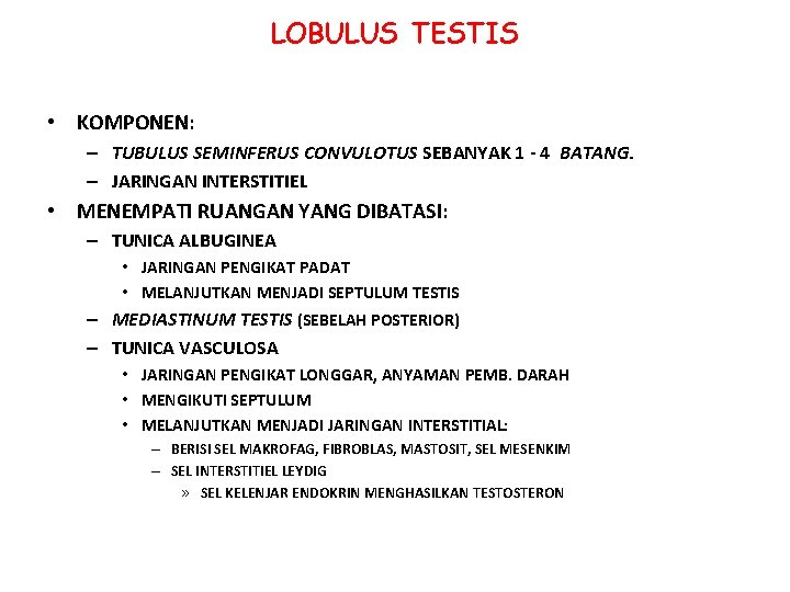LOBULUS TESTIS • KOMPONEN: – TUBULUS SEMINFERUS CONVULOTUS SEBANYAK 1 - 4 BATANG. – LOBULUS TESTIS • KOMPONEN: – TUBULUS SEMINFERUS CONVULOTUS SEBANYAK 1 - 4 BATANG. –