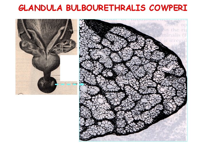 GLANDULA BULBOURETHRALIS COWPERI GLANDULA BULBOURETHRALIS COWPERI
