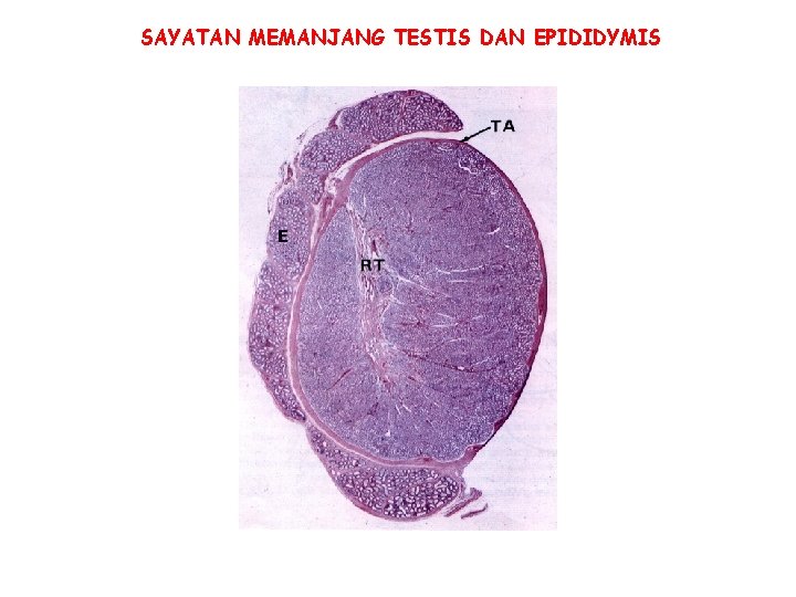 SAYATAN MEMANJANG TESTIS DAN EPIDIDYMIS SAYATAN MEMANJANG TESTIS DAN EPIDIDYMIS
