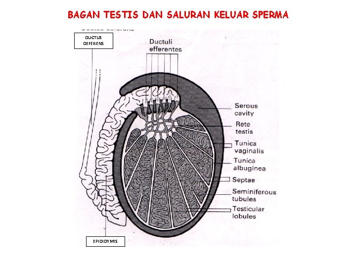 BAGAN TESTIS DAN SALURAN KELUAR SPERMA DUCTUS DEFERENS EPIDIDYMIS BAGAN TESTIS DAN SALURAN KELUAR SPERMA DUCTUS DEFERENS EPIDIDYMIS