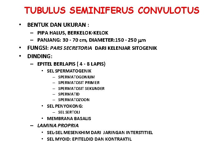 TUBULUS SEMINIFERUS CONVULOTUS • BENTUK DAN UKURAN : – PIPA HALUS, BERKELOK-KELOK – PANJANG: TUBULUS SEMINIFERUS CONVULOTUS • BENTUK DAN UKURAN : – PIPA HALUS, BERKELOK-KELOK – PANJANG: