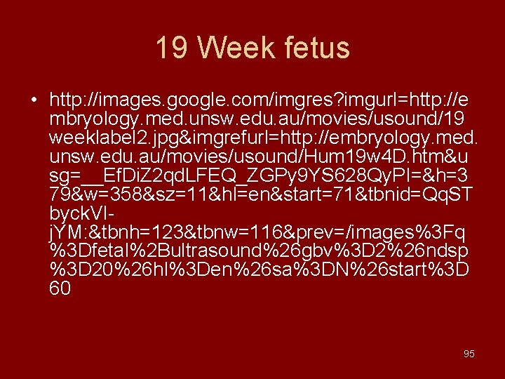 19 Week fetus • http: //images. google. com/imgres? imgurl=http: //e mbryology. med. unsw. edu.
