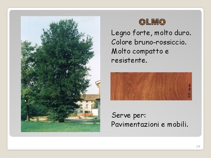 Legno forte, molto duro. Colore bruno-rossiccio. Molto compatto e resistente. Serve per: Pavimentazioni e