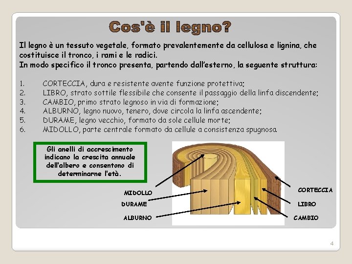 Il legno è un tessuto vegetale, formato prevalentemente da cellulosa e lignina, che costituisce