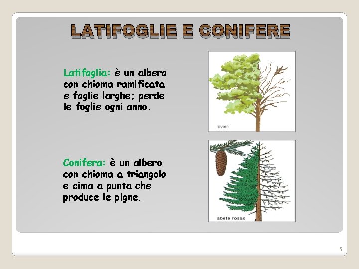 LATIFOGLIE E CONIFERE Latifoglia: è un albero con chioma ramificata e foglie larghe; perde