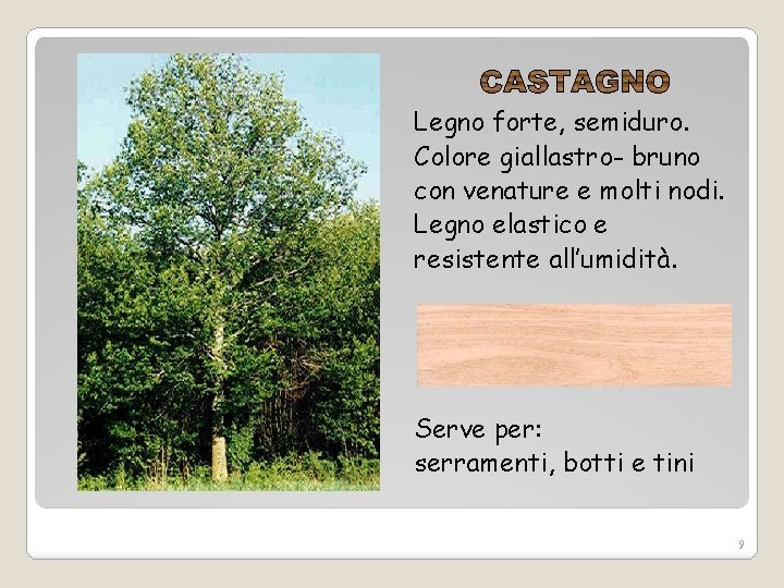 Legno forte, semiduro. Colore giallastro- bruno con venature e molti nodi. Legno elastico e