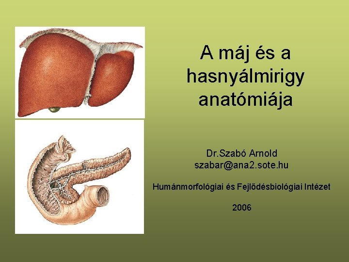 A máj és a hasnyálmirigy anatómiája Dr. Szabó Arnold szabar@ana 2. sote. hu Humánmorfológiai