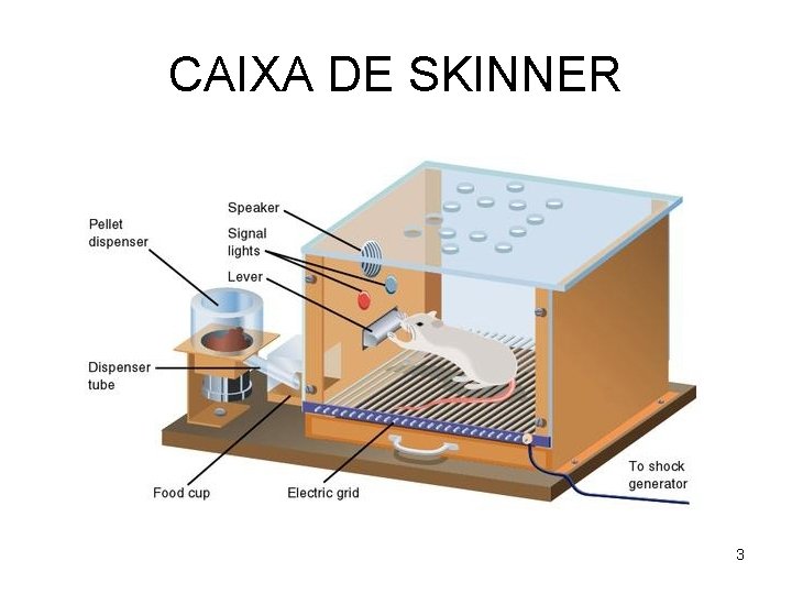 CAIXA DE SKINNER 3 