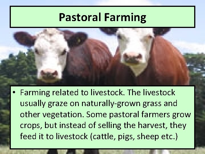 Pastoral Farming • Farming related to livestock. The livestock usually graze on naturally-grown grass