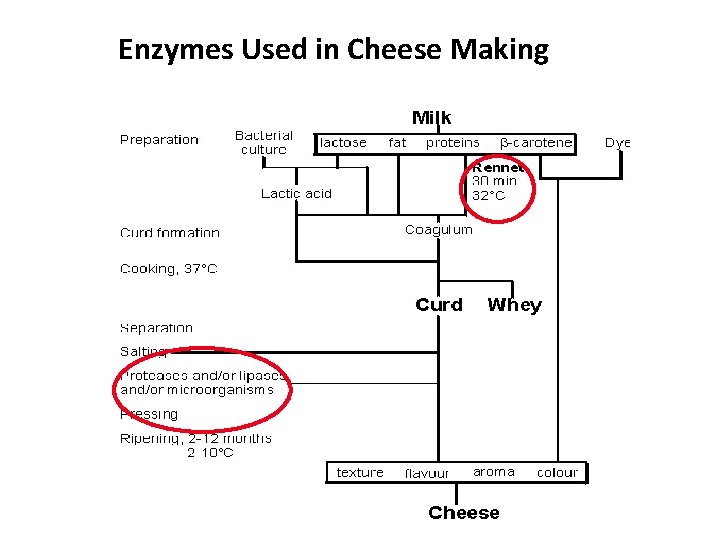 Enzymes Used in Cheese Making 