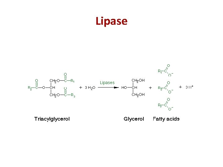 Lipase 