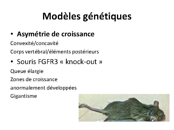 Modèles génétiques • Asymétrie de croissance Convexité/concavité Corps vertébral/éléments postérieurs • Souris FGFR 3 Modèles génétiques • Asymétrie de croissance Convexité/concavité Corps vertébral/éléments postérieurs • Souris FGFR 3