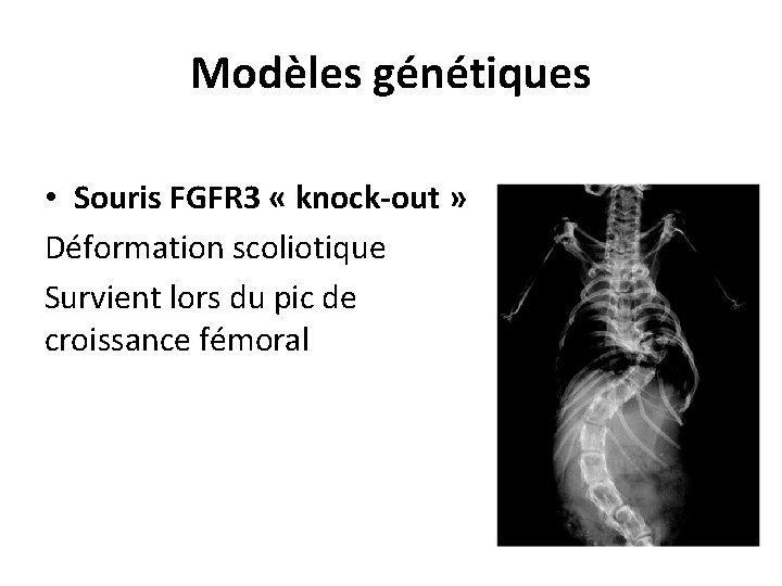 Modèles génétiques • Souris FGFR 3 « knock-out » Déformation scoliotique Survient lors du Modèles génétiques • Souris FGFR 3 « knock-out » Déformation scoliotique Survient lors du