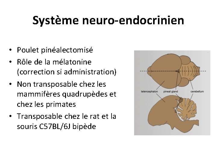 Système neuro-endocrinien • Poulet pinéalectomisé • Rôle de la mélatonine (correction si administration) • Système neuro-endocrinien • Poulet pinéalectomisé • Rôle de la mélatonine (correction si administration) •