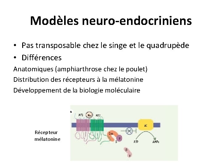 Modèles neuro-endocriniens • Pas transposable chez le singe et le quadrupède • Différences Anatomiques Modèles neuro-endocriniens • Pas transposable chez le singe et le quadrupède • Différences Anatomiques
