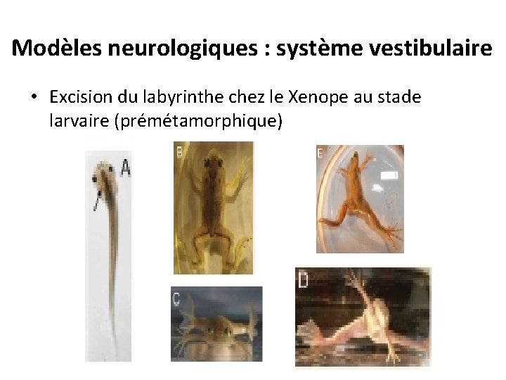 Modèles neurologiques : système vestibulaire • Excision du labyrinthe chez le Xenope au stade Modèles neurologiques : système vestibulaire • Excision du labyrinthe chez le Xenope au stade