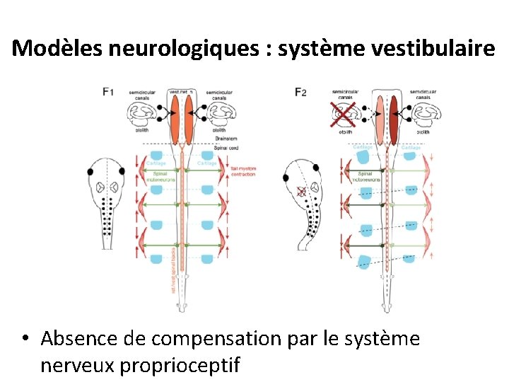 Modèles neurologiques : système vestibulaire • Absence de compensation par le système nerveux proprioceptif Modèles neurologiques : système vestibulaire • Absence de compensation par le système nerveux proprioceptif