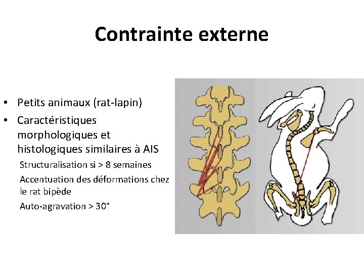 Contrainte externe • Petits animaux (rat-lapin) • Caractéristiques morphologiques et histologiques similaires à AIS Contrainte externe • Petits animaux (rat-lapin) • Caractéristiques morphologiques et histologiques similaires à AIS